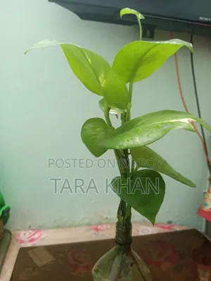 Aquarium Money Plant