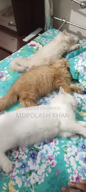 3-6 Months Female Purebred Persian