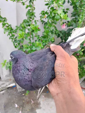 Mosaldom Nor Pigeon