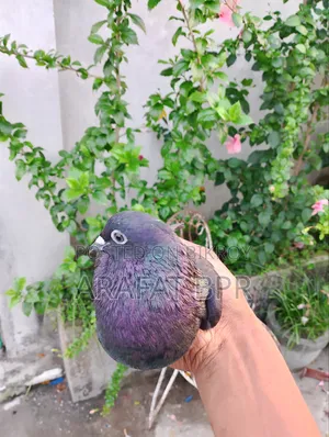 Mosaldom Nor Pigeon