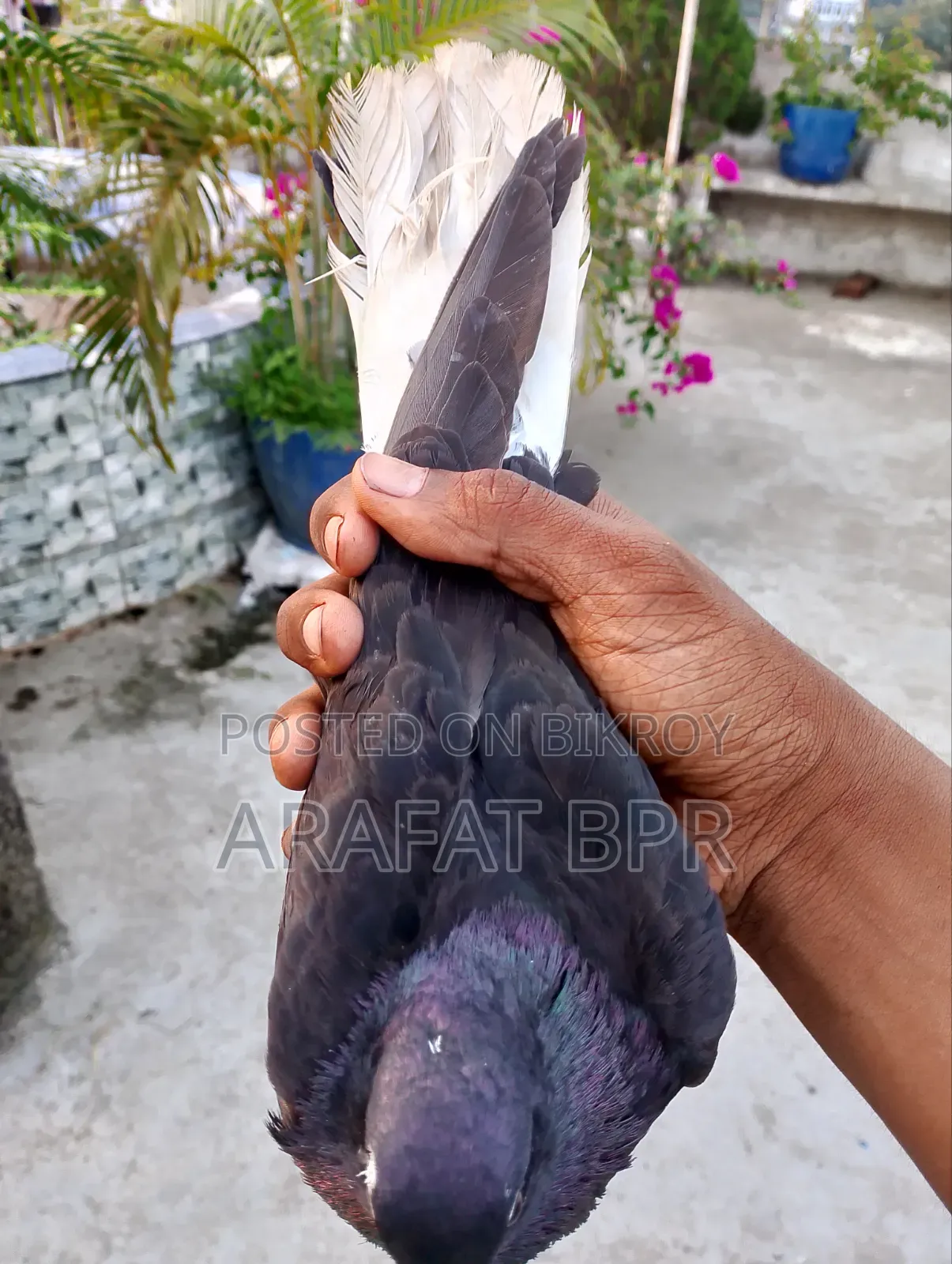 Mosaldom Nor Pigeon