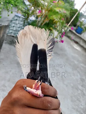 Mosaldom Nor Pigeon