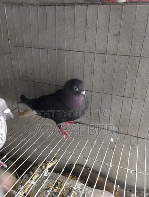 Mosaldom Nor Pigeon