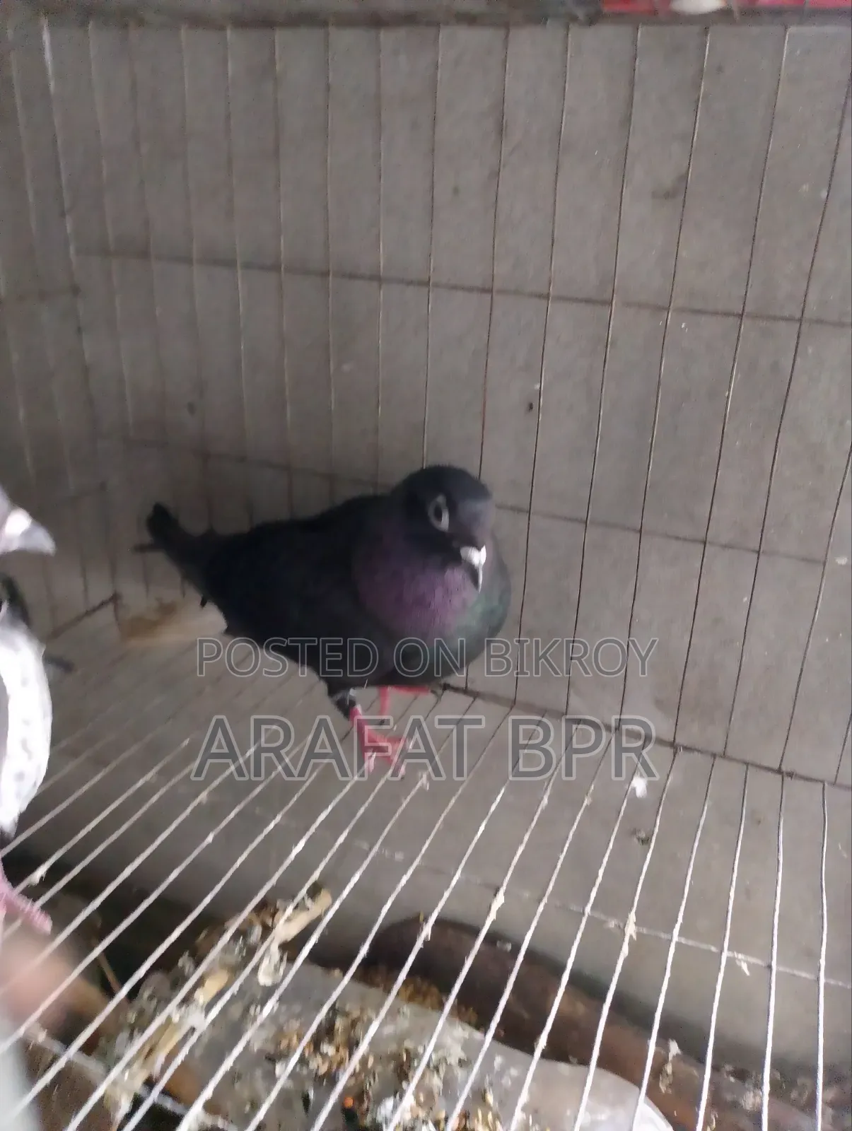 Mosaldom Nor Pigeon