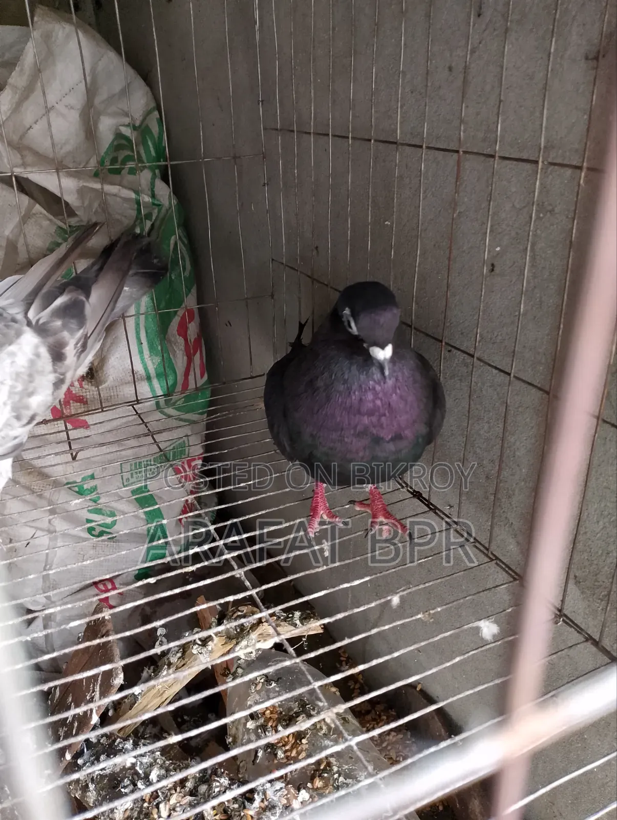 Mosaldom Nor Pigeon