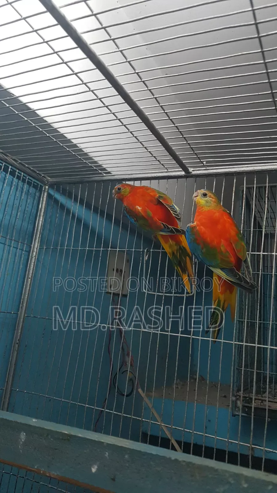 Full adult pair.