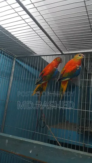 Full adult pair.
