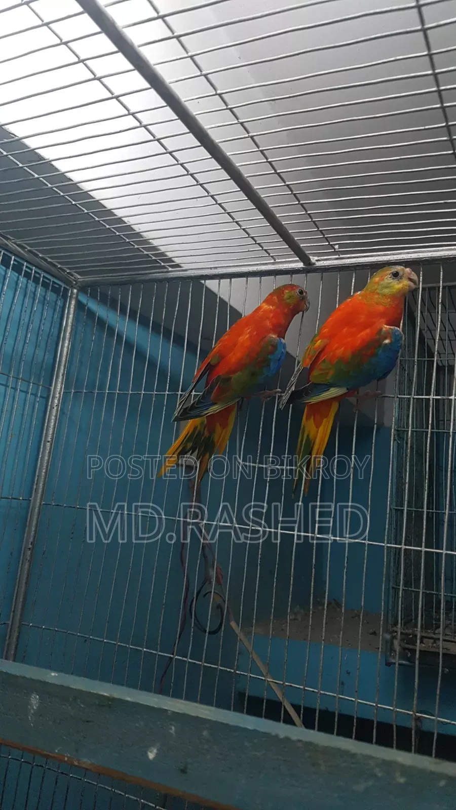 Full adult pair.