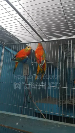 Full adult pair.