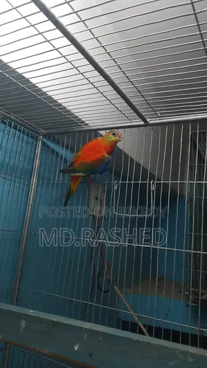 Full adult pair.