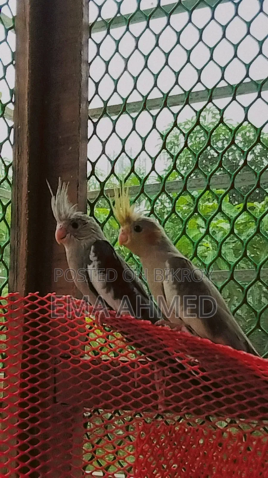 A pair of Cockatiels for sale!!
