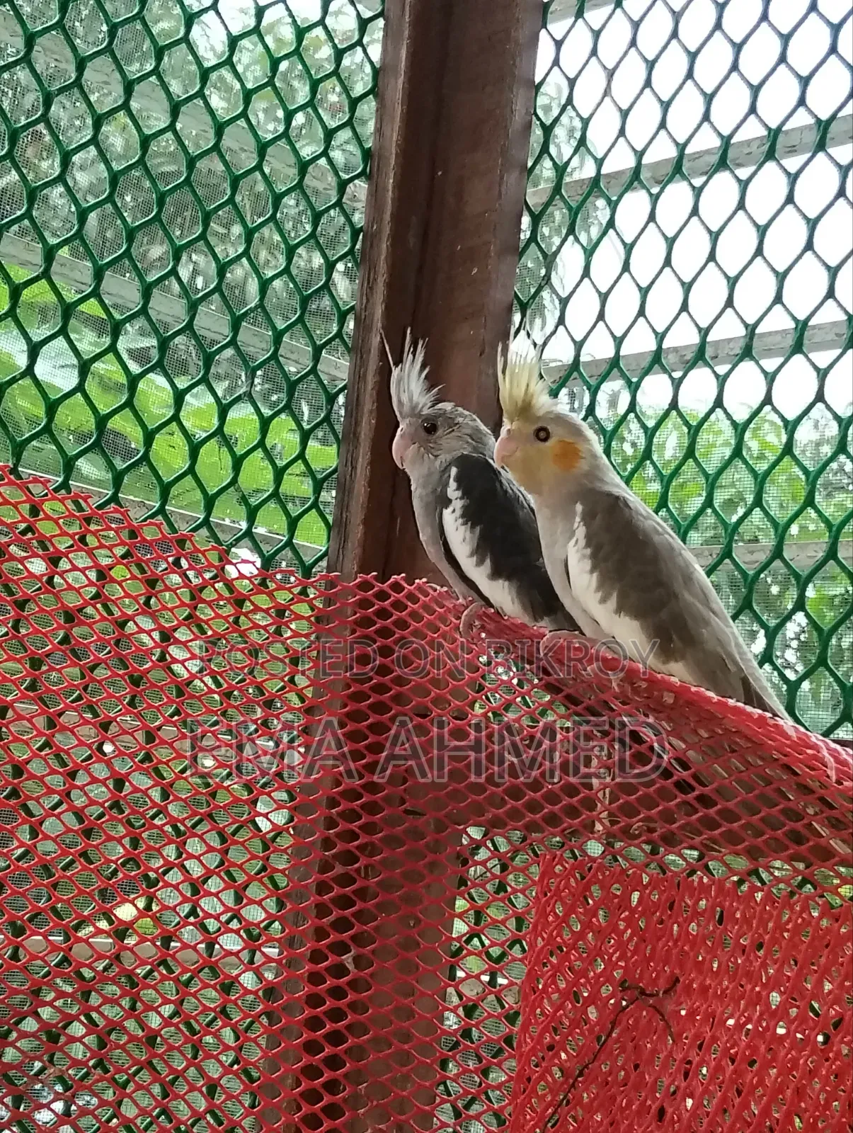 A pair of Cockatiels for sale!!