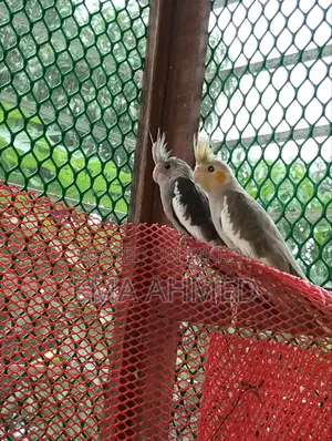 A pair of Cockatiels for sale!!