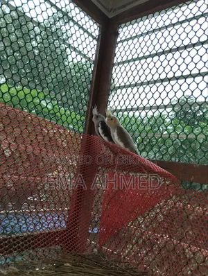 A pair of Cockatiels for sale!!