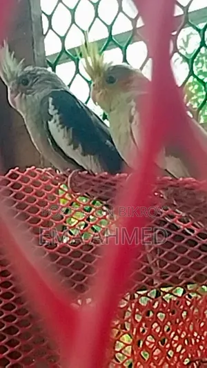A pair of Cockatiels for sale!!