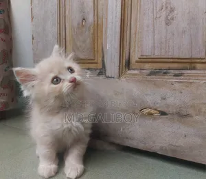 1-3 Months Male Purebred Persian