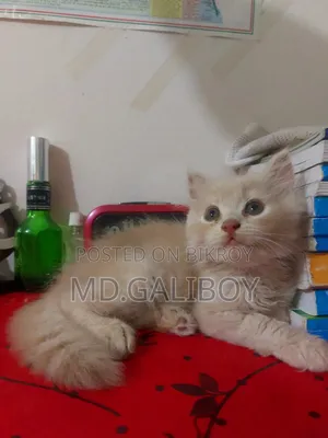 1-3 Months Male Purebred Persian