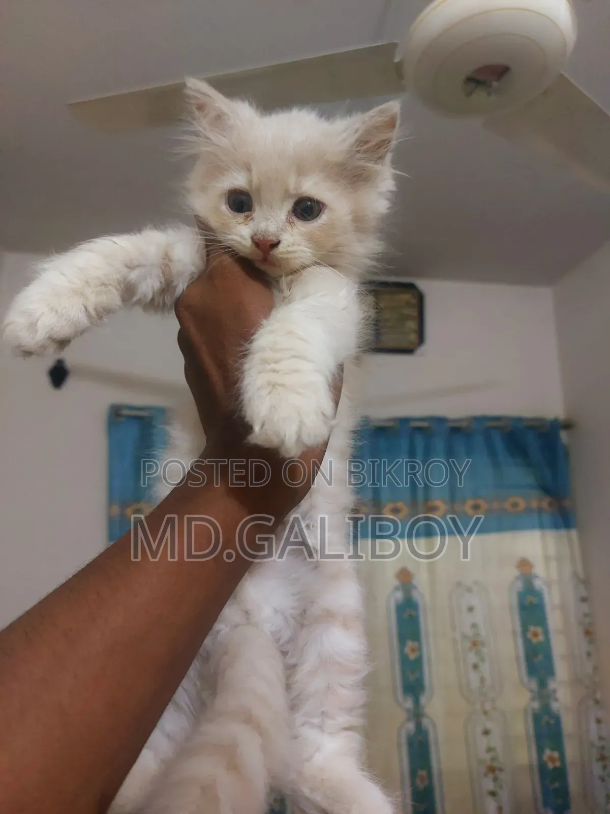 1-3 Months Male Purebred Persian