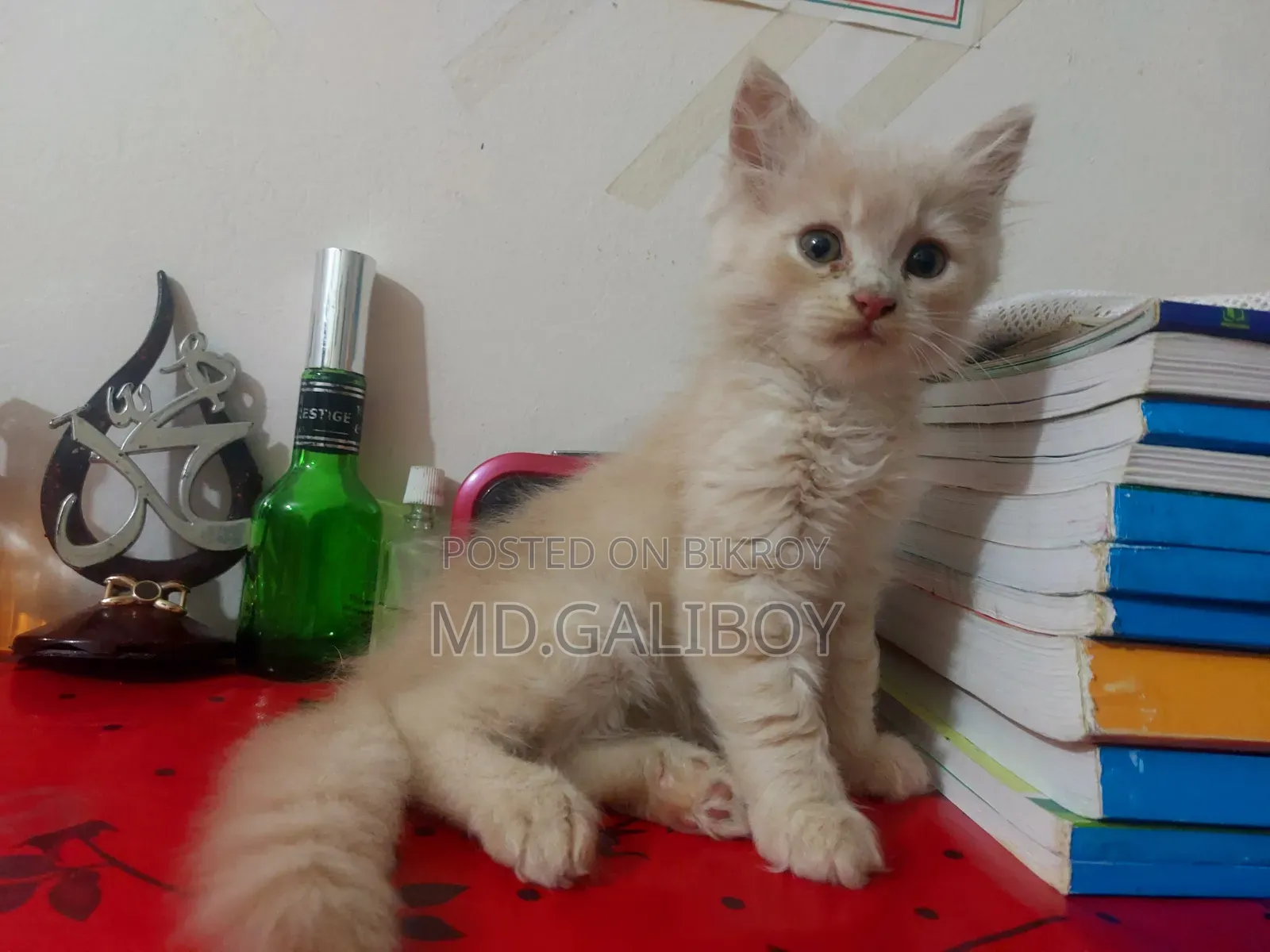 1-3 Months Male Purebred Persian