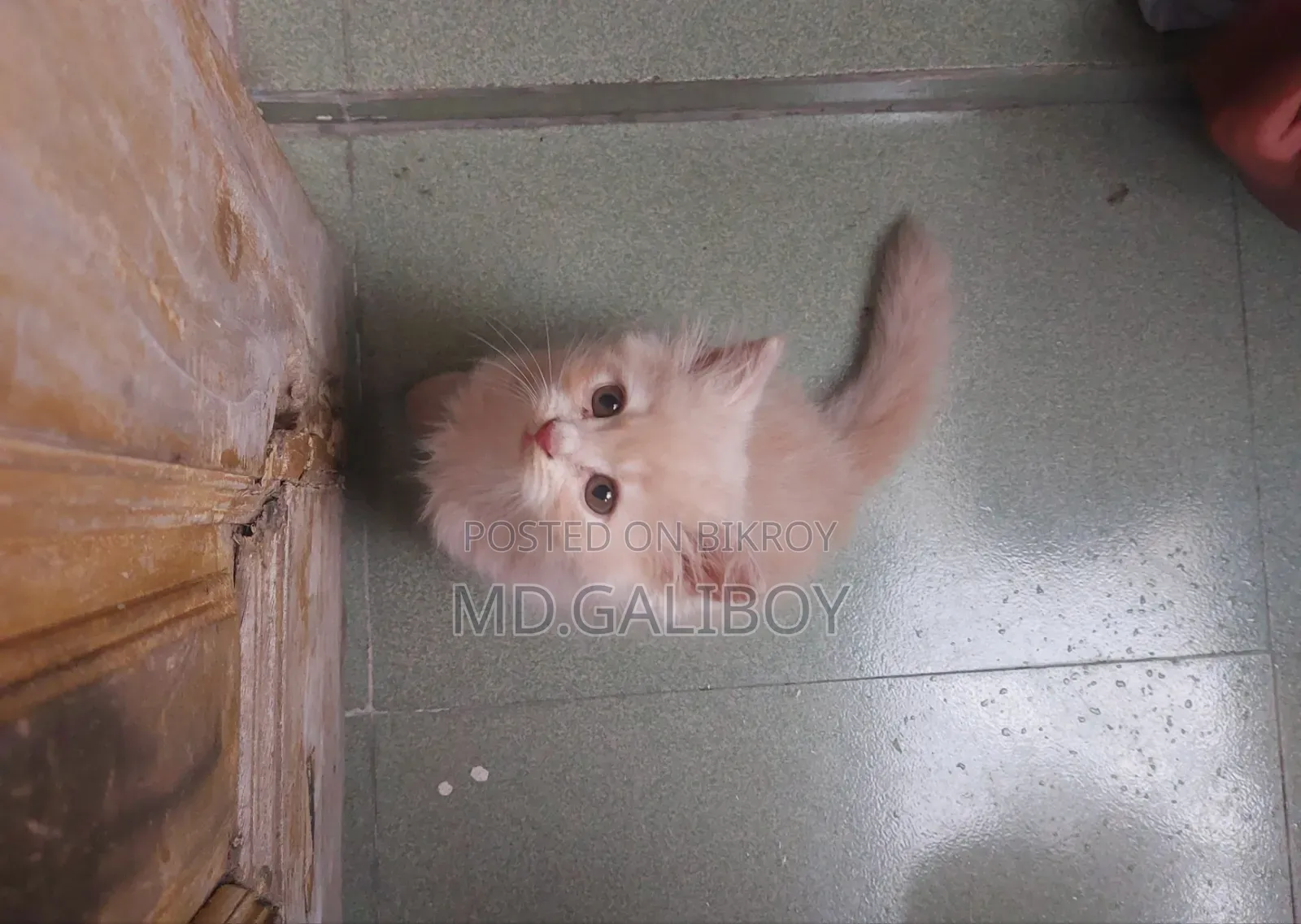 1-3 Months Male Purebred Persian