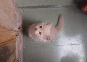 1-3 Months Male Purebred Persian