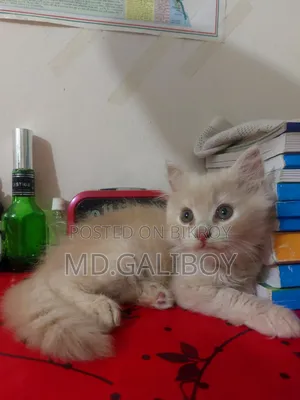 1-3 Months Male Purebred Persian