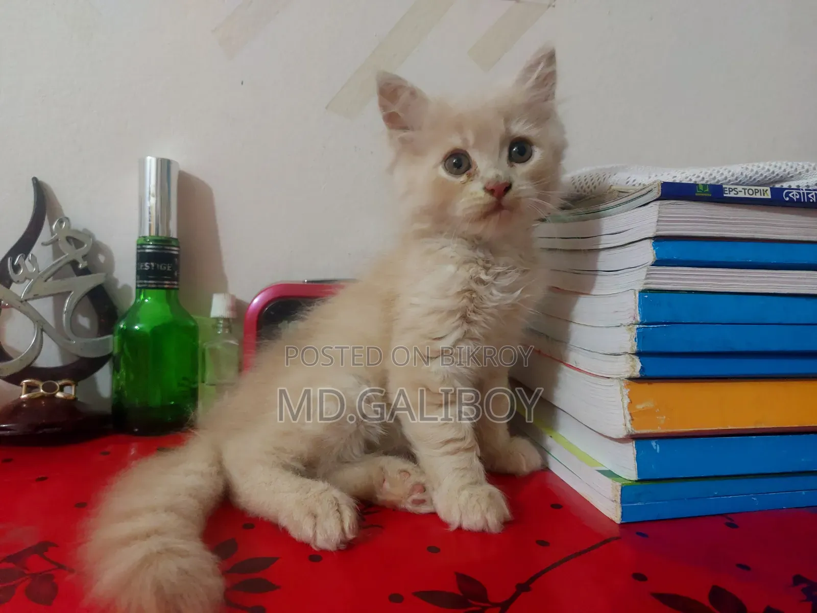 1-3 Months Male Purebred Persian