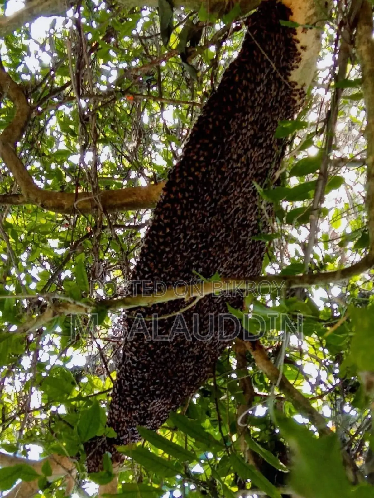 সুন্দরবনের মধু