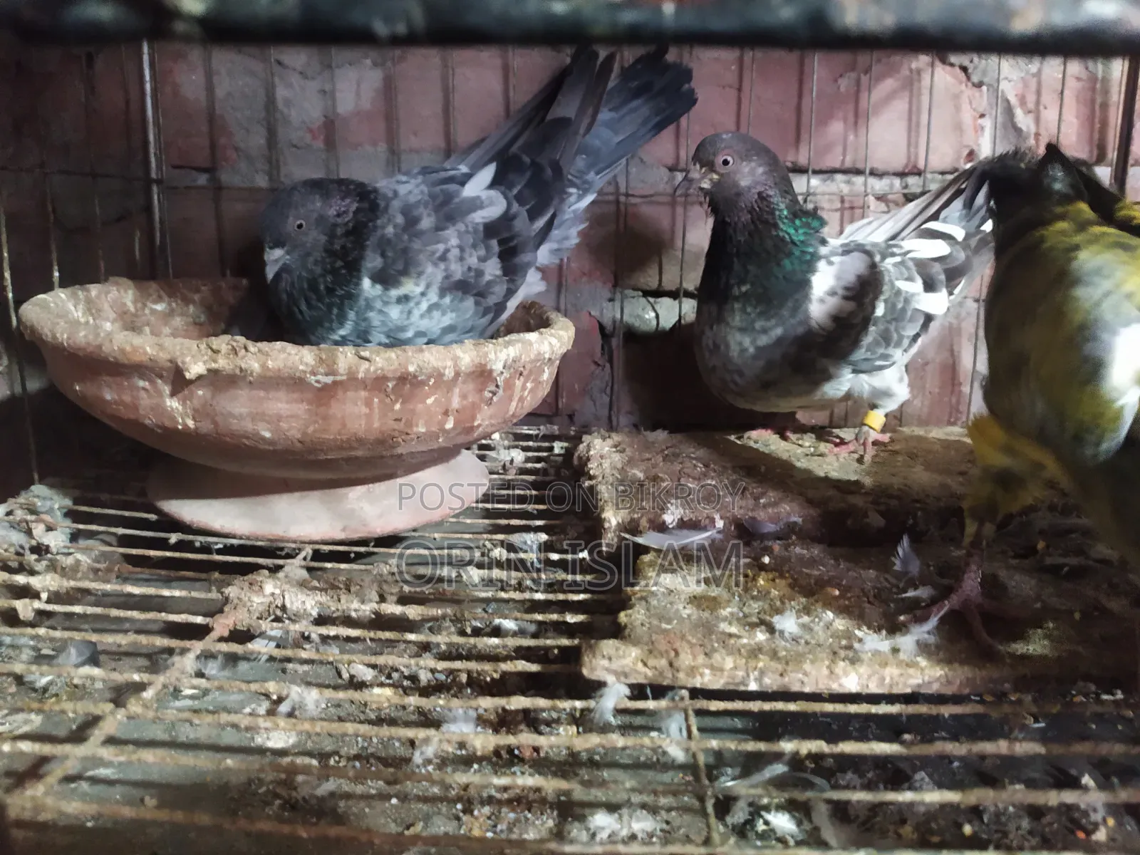 2 Pairs of Pigeons for Sale