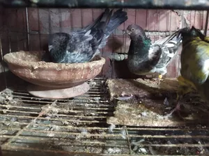 2 Pairs of Pigeons for Sale