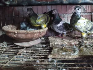 2 Pairs of Pigeons for Sale