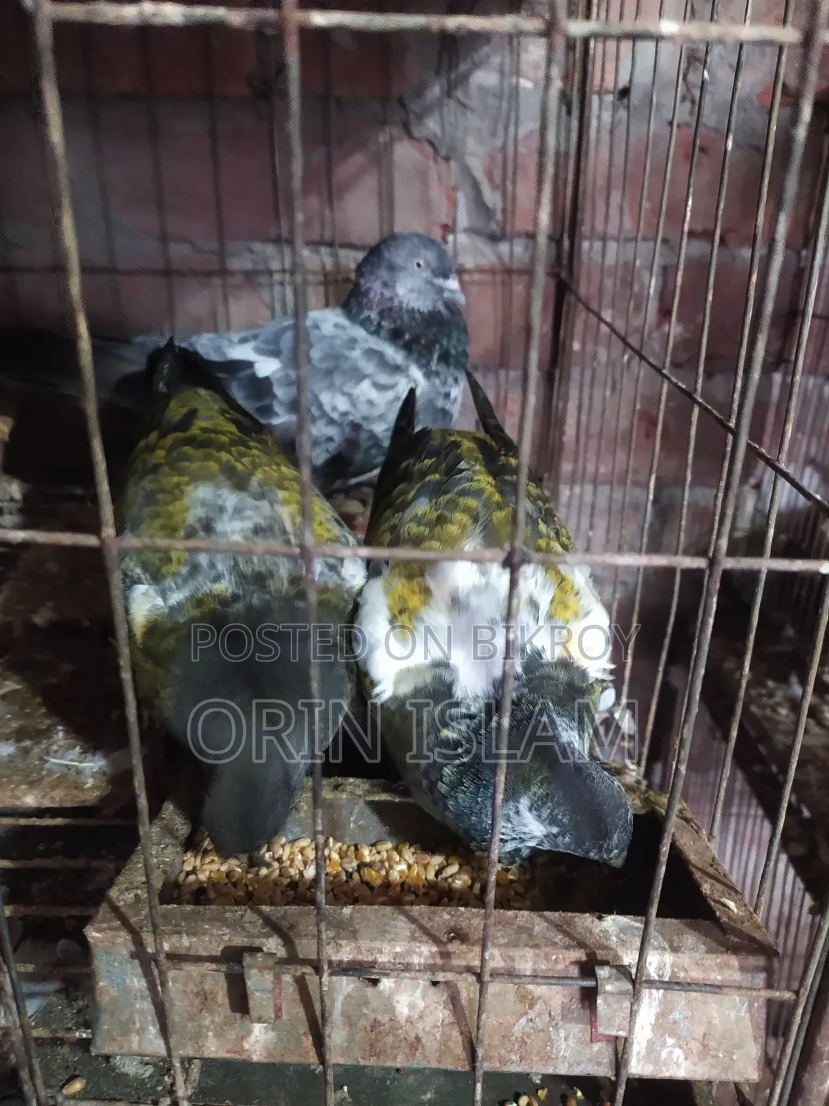2 Pairs of Pigeons for Sale