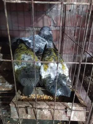 2 Pairs of Pigeons for Sale