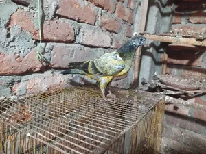2 Pairs of Pigeons for Sale
