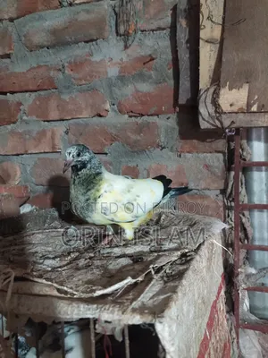 2 Pairs of Pigeons for Sale
