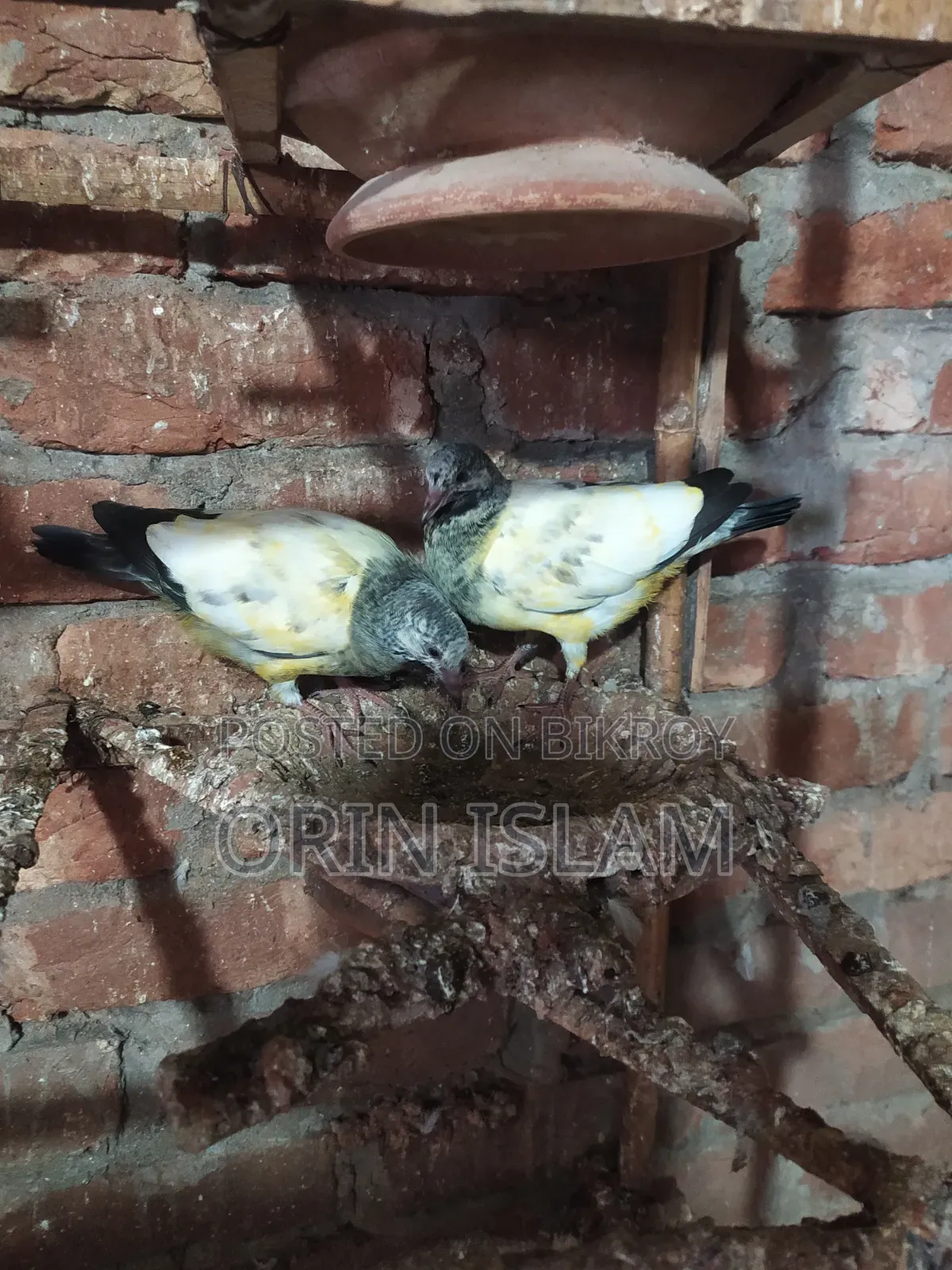 2 Pairs of Pigeons for Sale