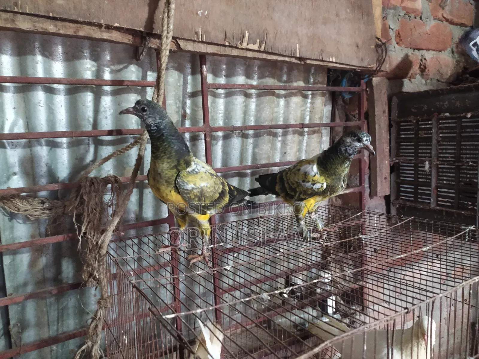 2 Pairs of Pigeons for Sale