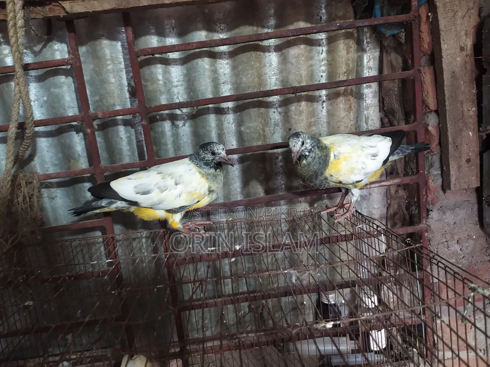 2 Pairs of Pigeons for Sale