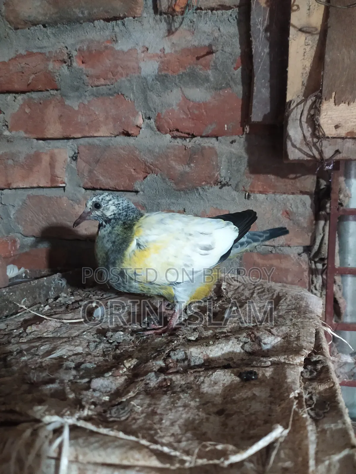 2 Pairs of Pigeons for Sale