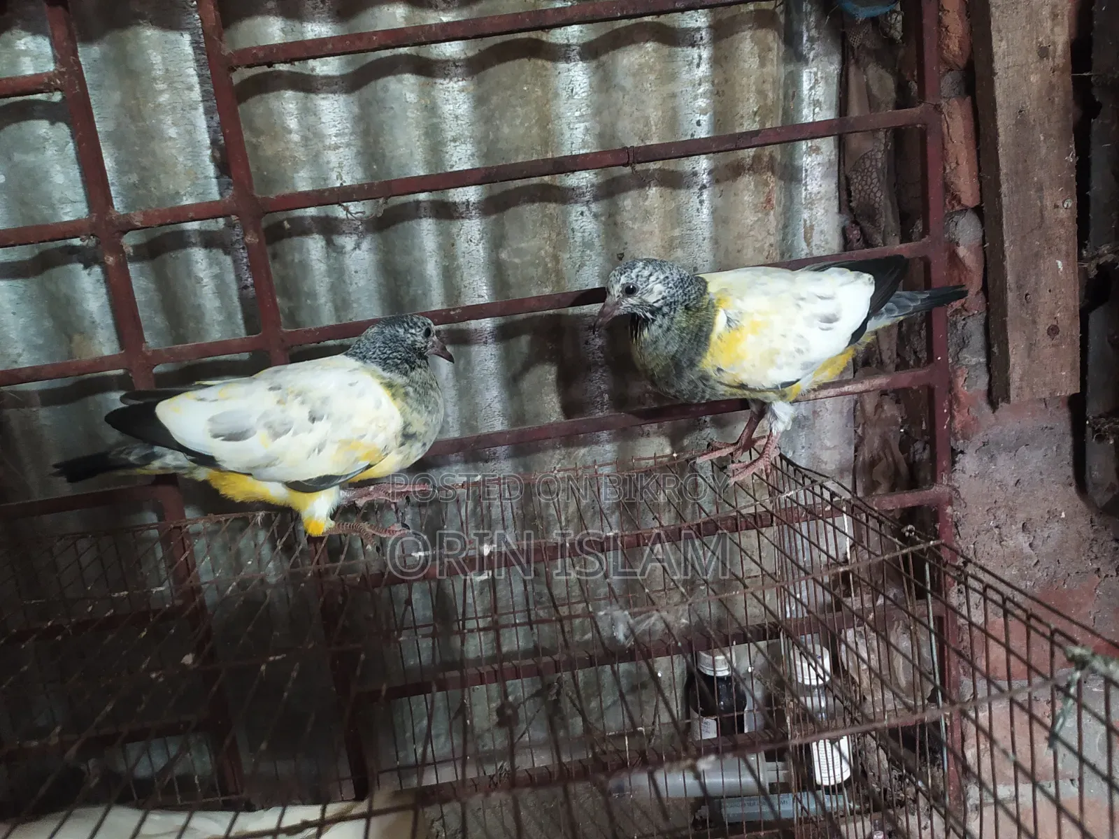 2 Pairs of Pigeons for Sale