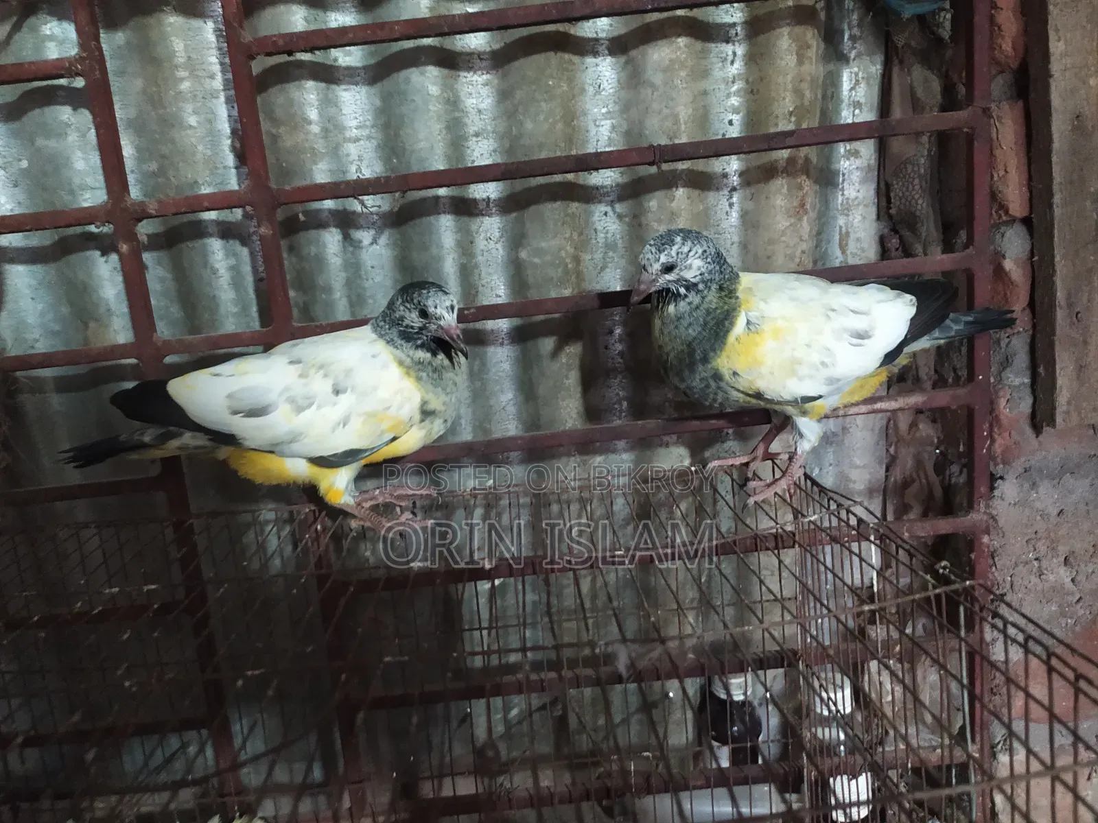 2 Pairs of Pigeons for Sale