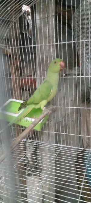Ringneck Tিয়া (Parrot) Baby