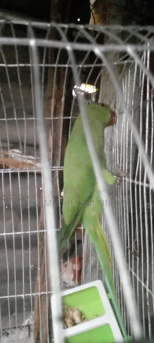 Ringneck Tিয়া (Parrot) Baby