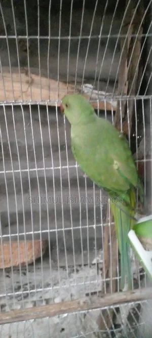 Ringneck Tিয়া (Parrot) Baby