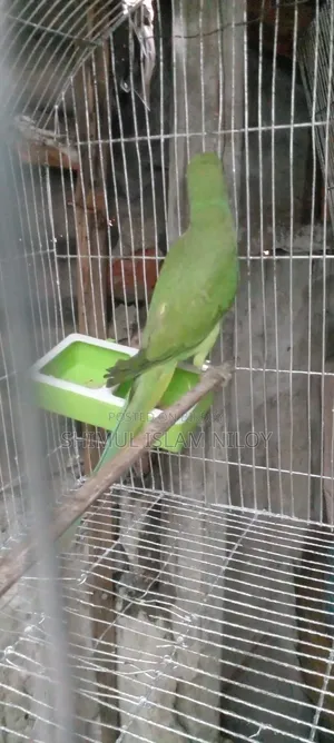 Ringneck Tিয়া (Parrot) Baby