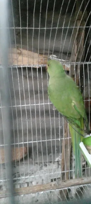 Ringneck Tিয়া (Parrot) Baby