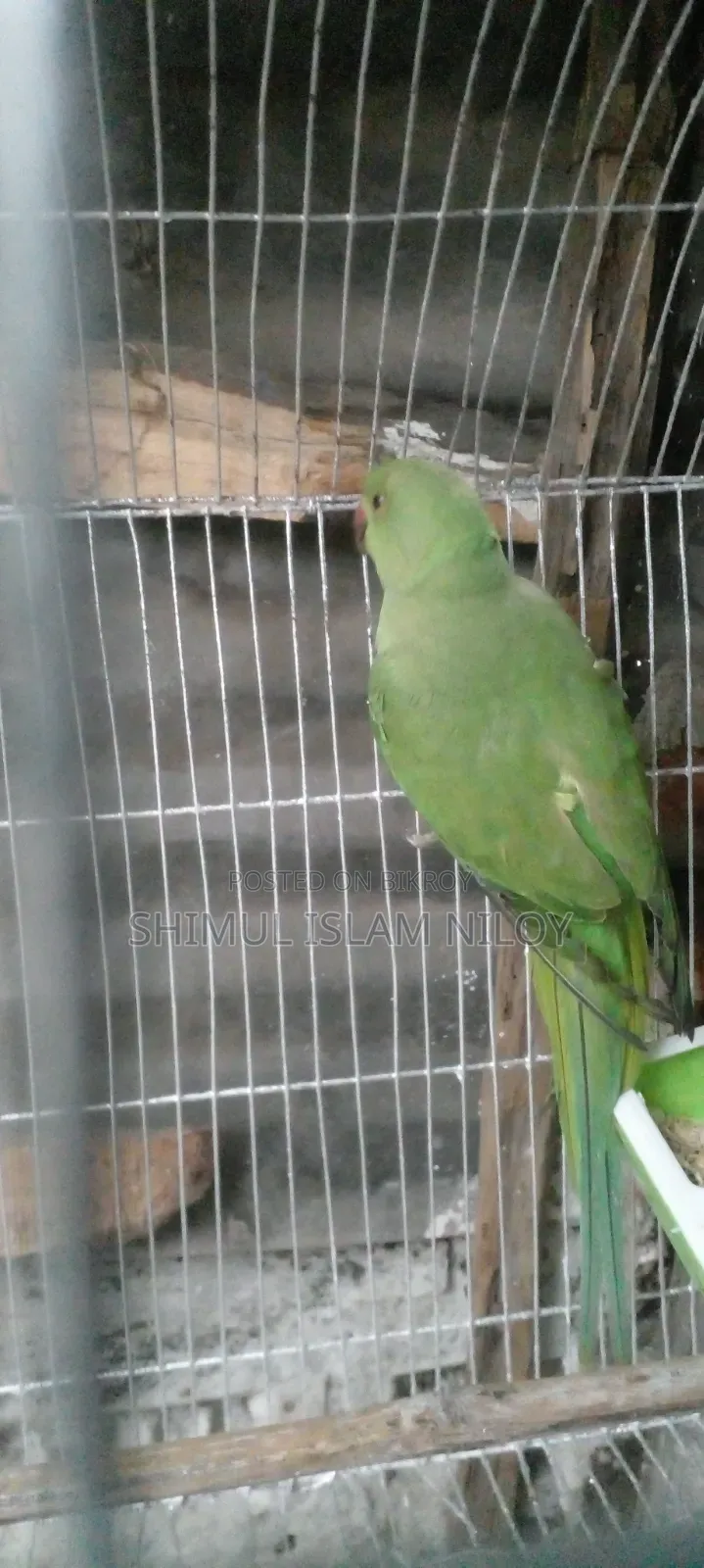 Ringneck Tিয়া (Parrot) Baby