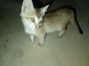 ১-৩ মাস বয়সী পুরুষ বিশুদ্ধ জাতের বেঙ্গল বিড়াল