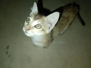 ১-৩ মাস বয়সী পুরুষ বিশুদ্ধ জাতের বেঙ্গল বিড়াল