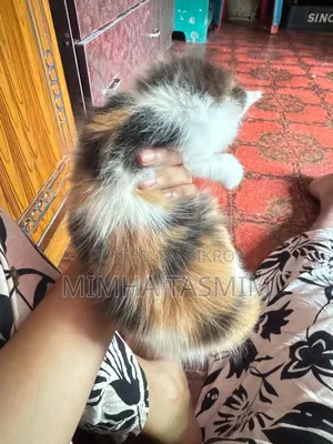 1-3 Months Female Mixed Breed Bengal